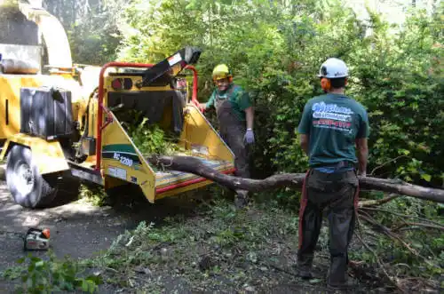 tree services South Gate